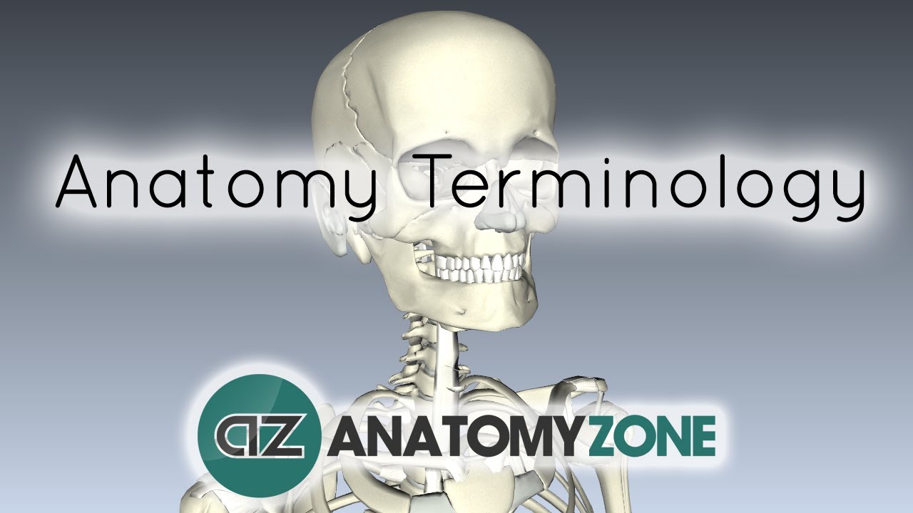 Anatomy Terminology - Anatomy Tutorial