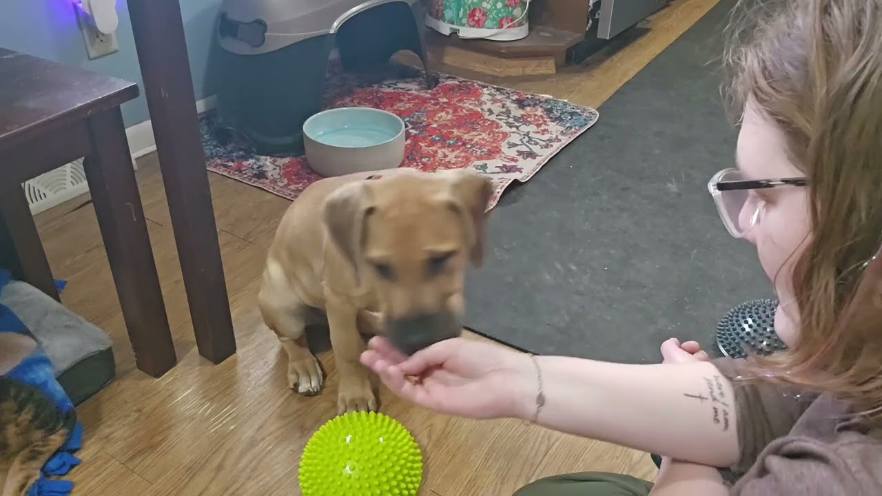 Paw targeting/novelty object 