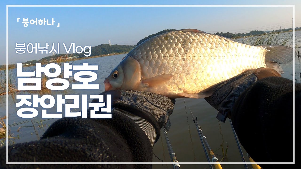 화성권 남양호 장안리 포인트에서 월척붕어 했습니다!