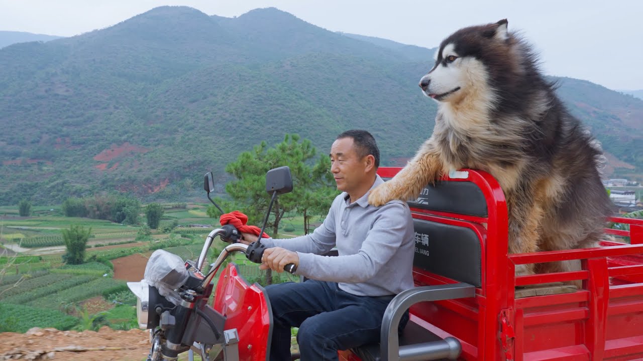 大王陪爸爸出门挖土，弄脏全身后回家泡个舒服的澡 Dawang and Dad go out to dig soil, and take a comfy bath after getting dirty