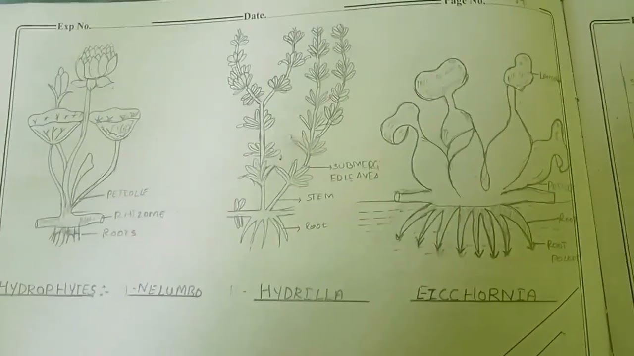My 12th biology practical record......