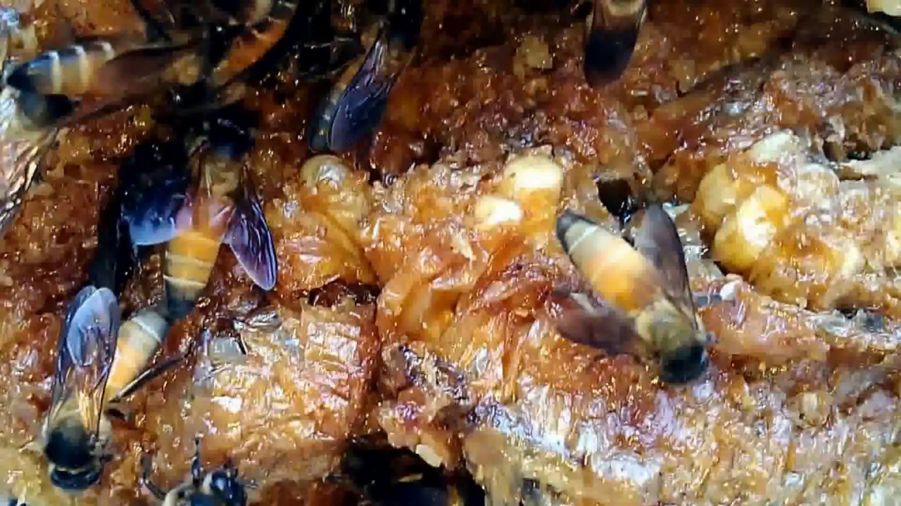 Indian Rock bees - Apis Dorsata