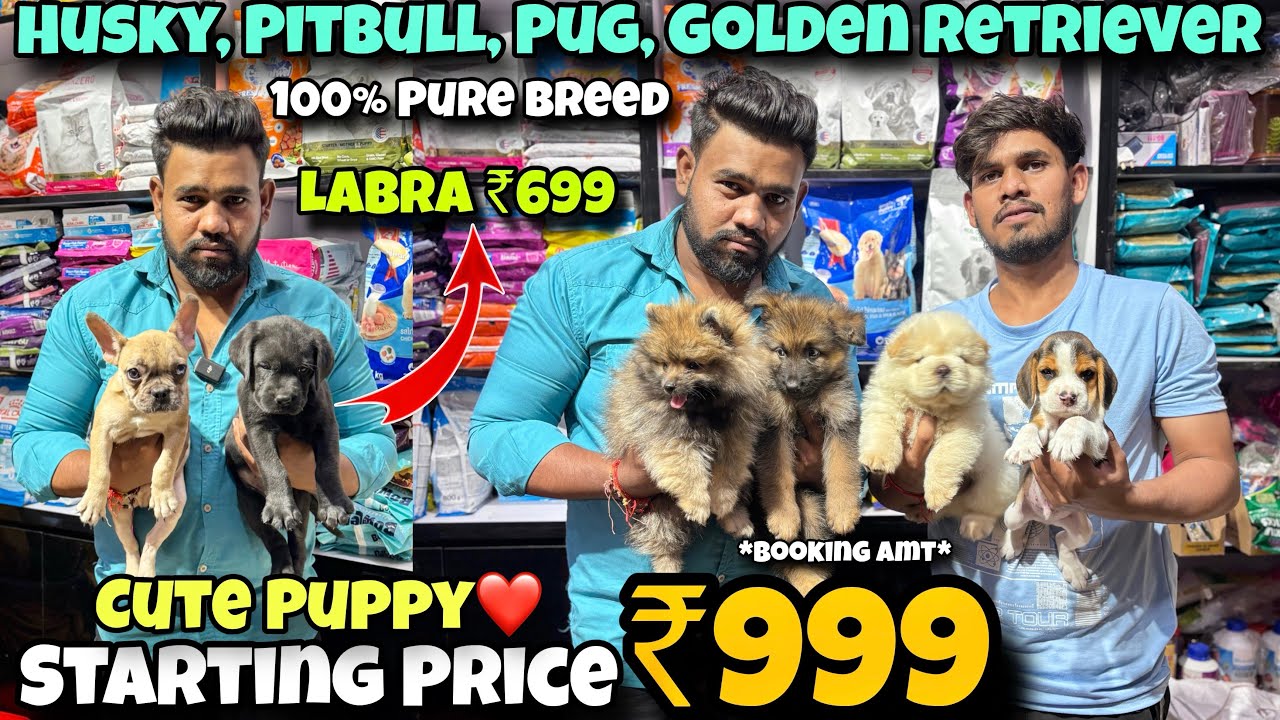 Cheapest Dogs Market In Delhi NCR | German Shepherd, Husky, Pitbull | Dog in 999* | Puppy World