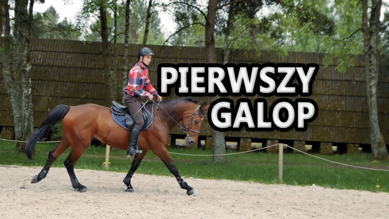 Jak zacząć galopować? Pierwszy galop w półsiadzie - jazda konna.