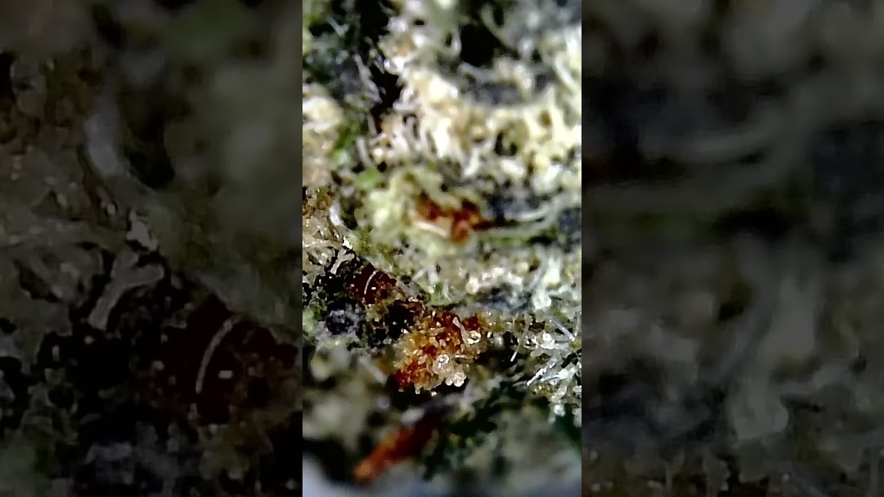 🔬🌳Aurora Pedanios 28/1 CMK aka Chemango Kush | 420-MedicineMan | Med.Cannabis #420Microscope