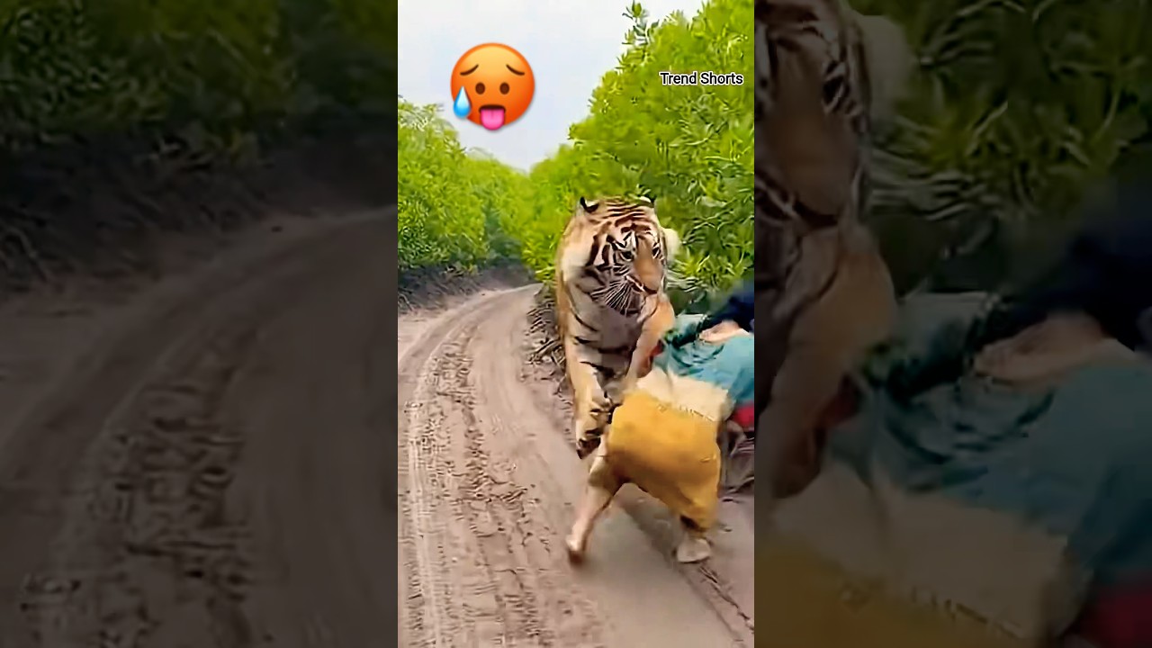 tiger attack to women 23 