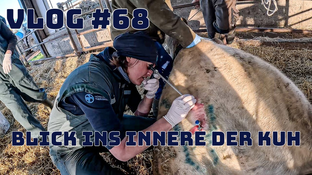 Farm-Vlog #68 Labmagen OP mit der Tier&auml;rztin