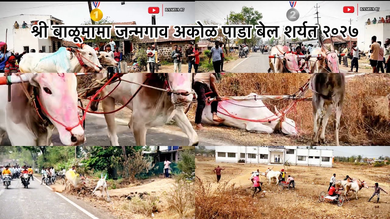 श्री बाळूमामा जन्मगाव भंडारा उत्सव अकोळ निमित्य पाडा बेल शर्यत 2026 🐎🐎