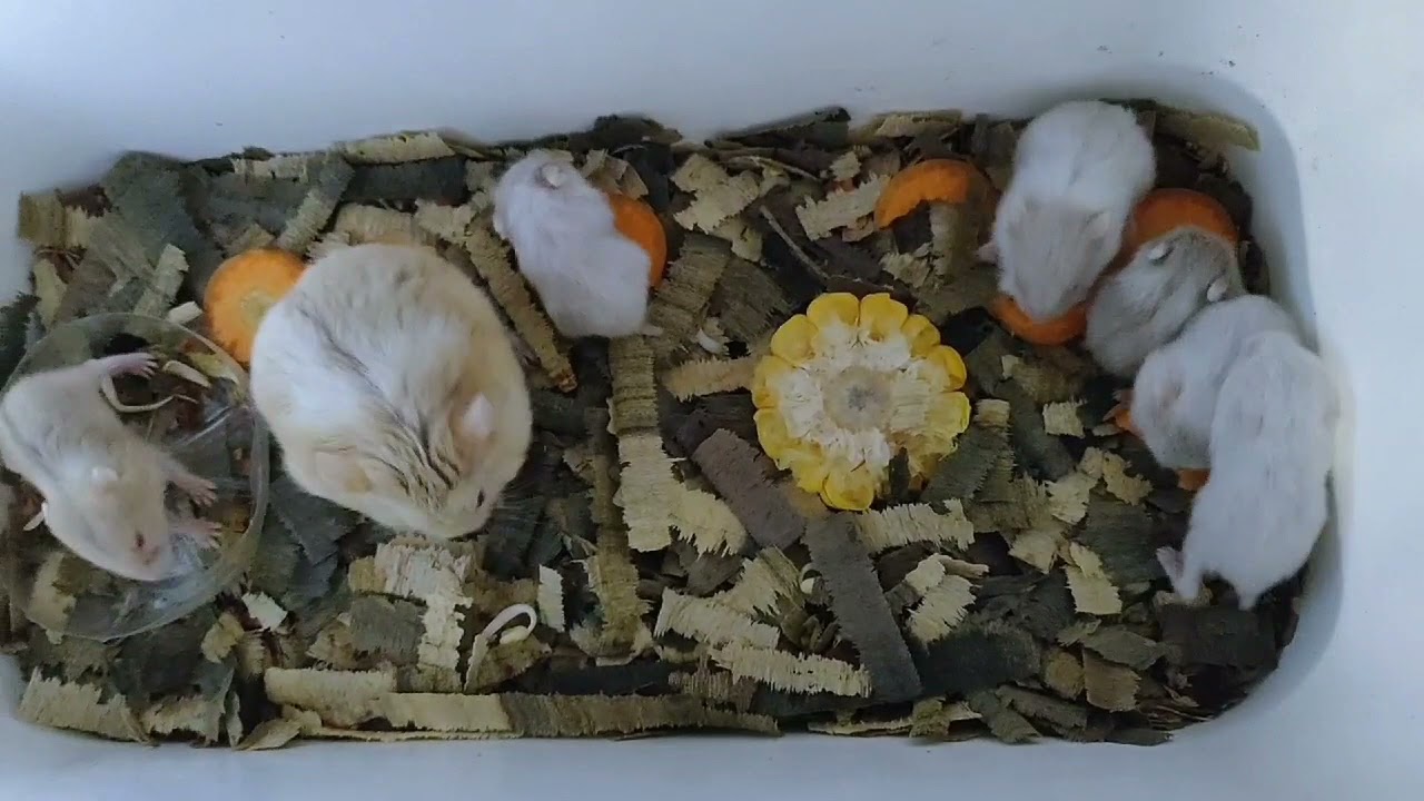 Perkembangan bayi Hamster baru lahir sampai 1 bulan