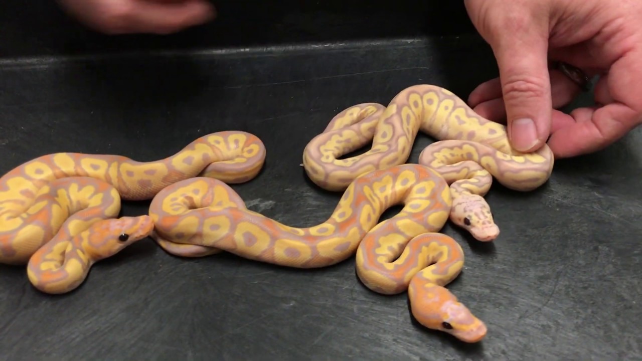 Royal Constrictor Designs' Ball Python hatching season has begun!