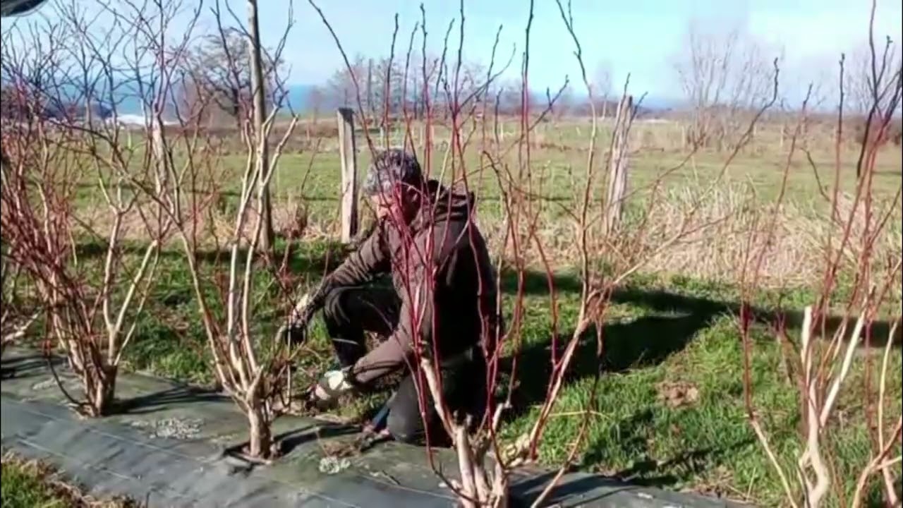 Poda del arándano Duke. Duke Blueberry pruning.