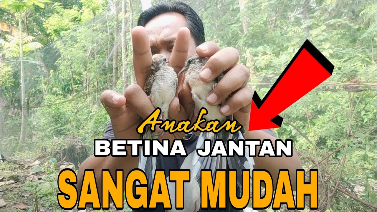 Sangat Mudah Membedakan Anakan Perkutut Lokal Jantan Dan Betina