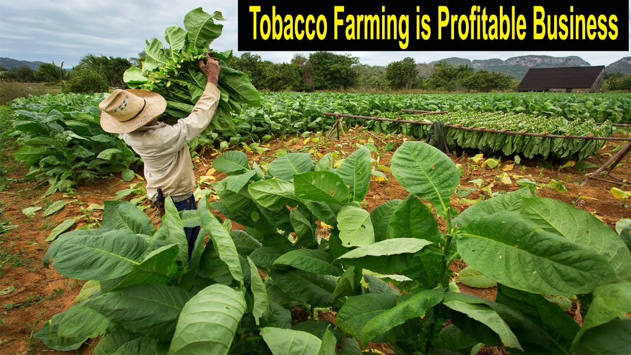 Tobacco Farming Step by Step - How to Start a Business Tobacco Cultivation - How to Grow Tobacco
