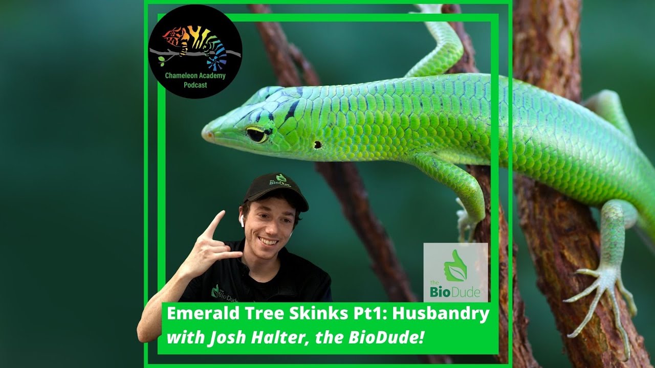 Emerald Tree Skink Husbandry with The BioDude!