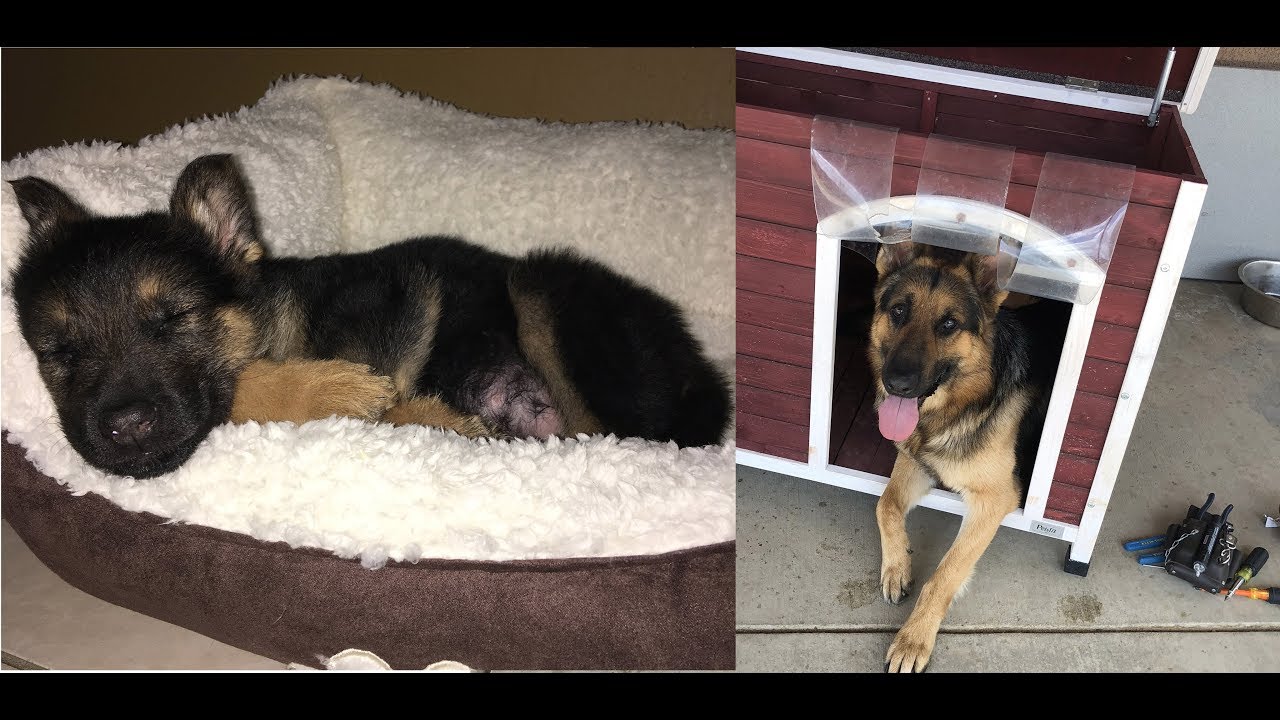 GERMAN SHEPHERD PUPPY TO FULL GROWN