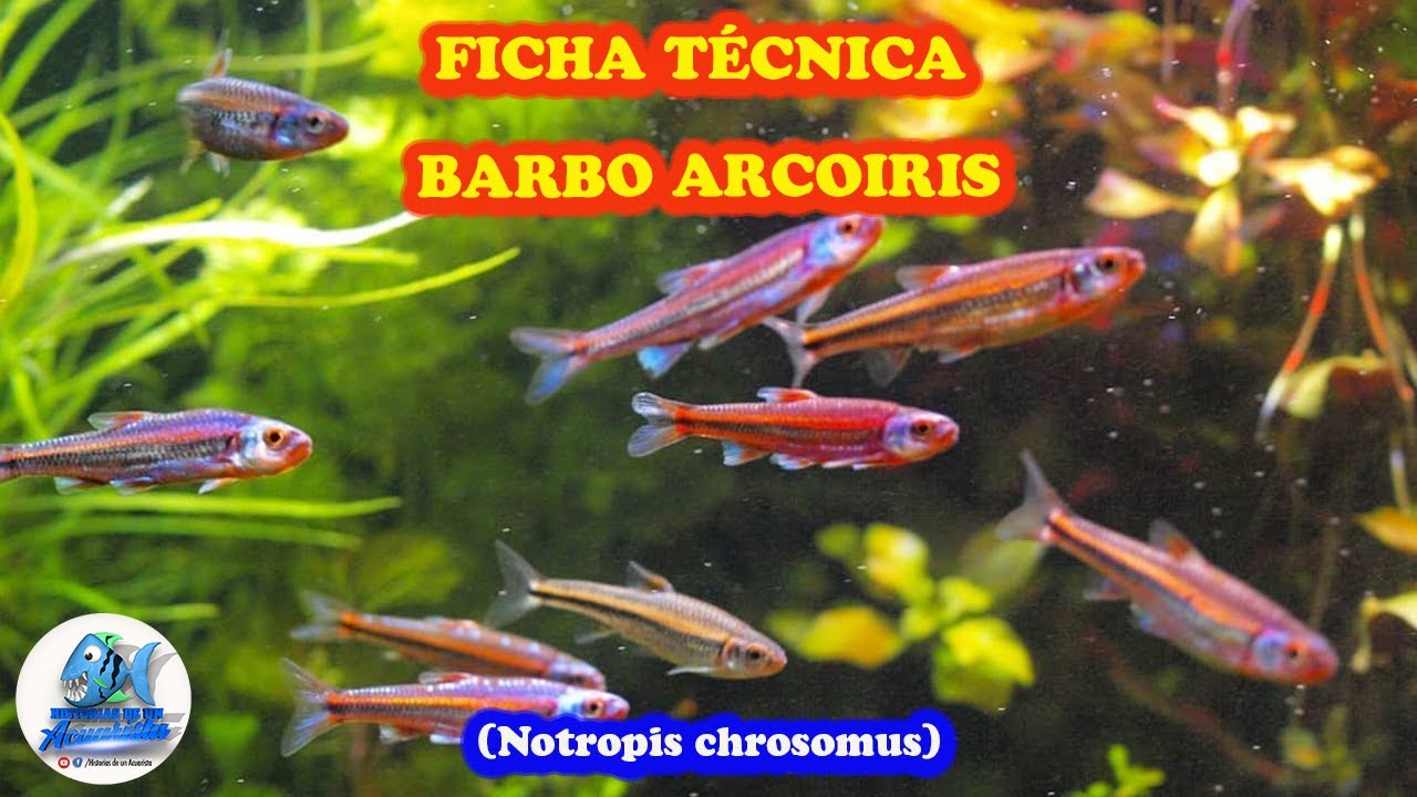 FICHA TECNICA BARBO ARCOIRIS (Notropis chrosomus)