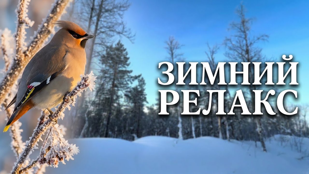 Зимние пейзажи | Пение птиц | Релакс | Живописная природа | Зимний лес