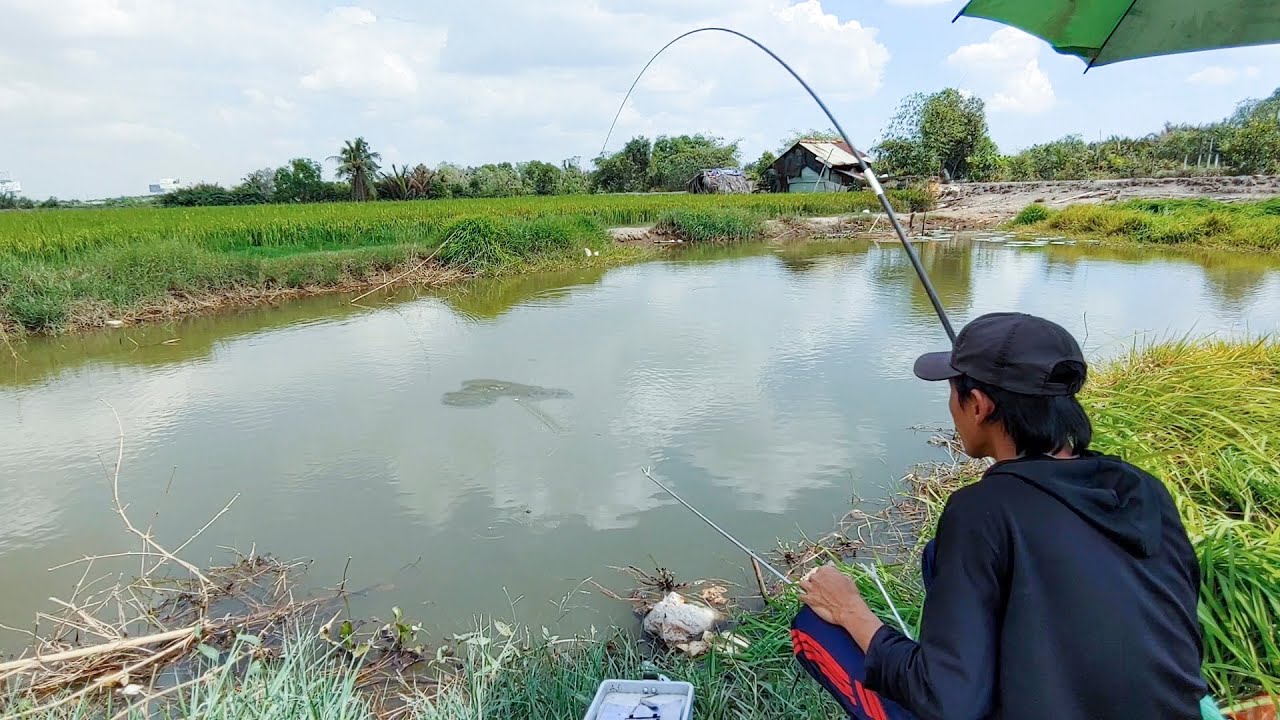 Câu Đài Đụng Ổ Cá Rô Đồng Khủng Kéo Chìm Phao Liên Tục Giật Rích Cước Cong Cần