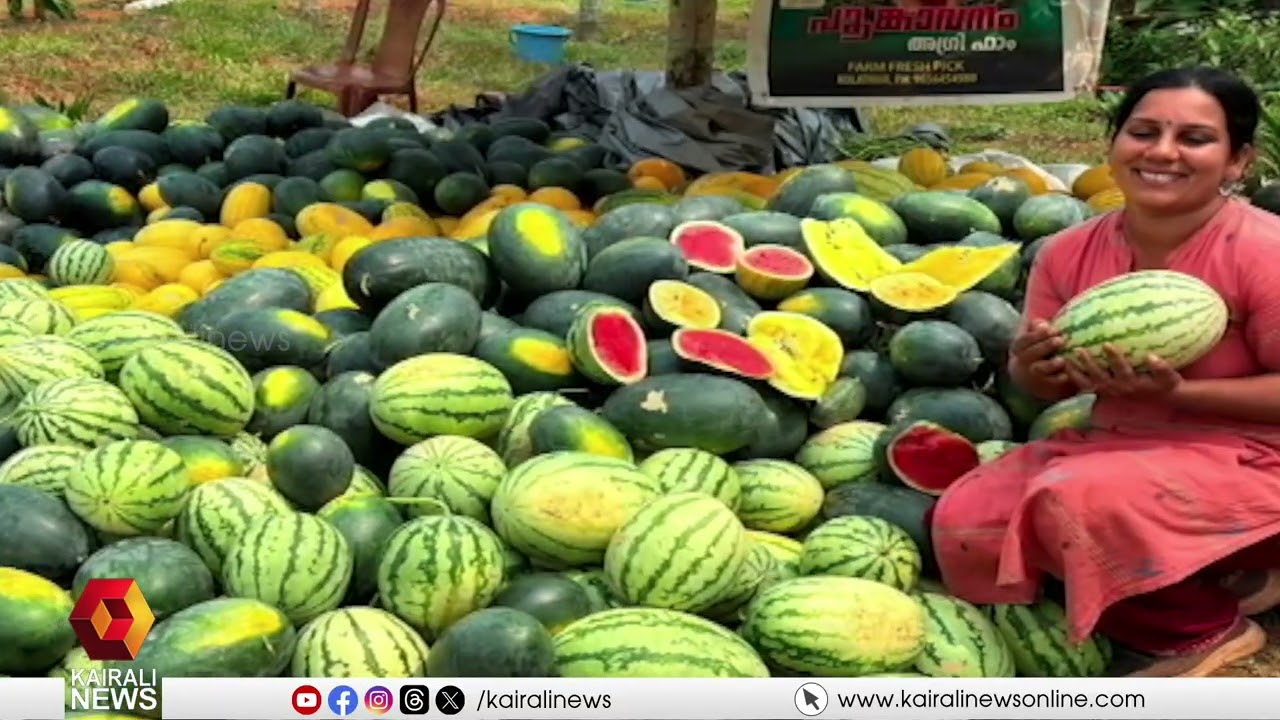 വിജയം വിളവെടുക്കുന്ന കാസർഗോട്ടെ യുവ കർഷക; പൂങ്കാവനം അഗ്രി ഫാം കുറച്ച് വെറൈറ്റി ആണ്