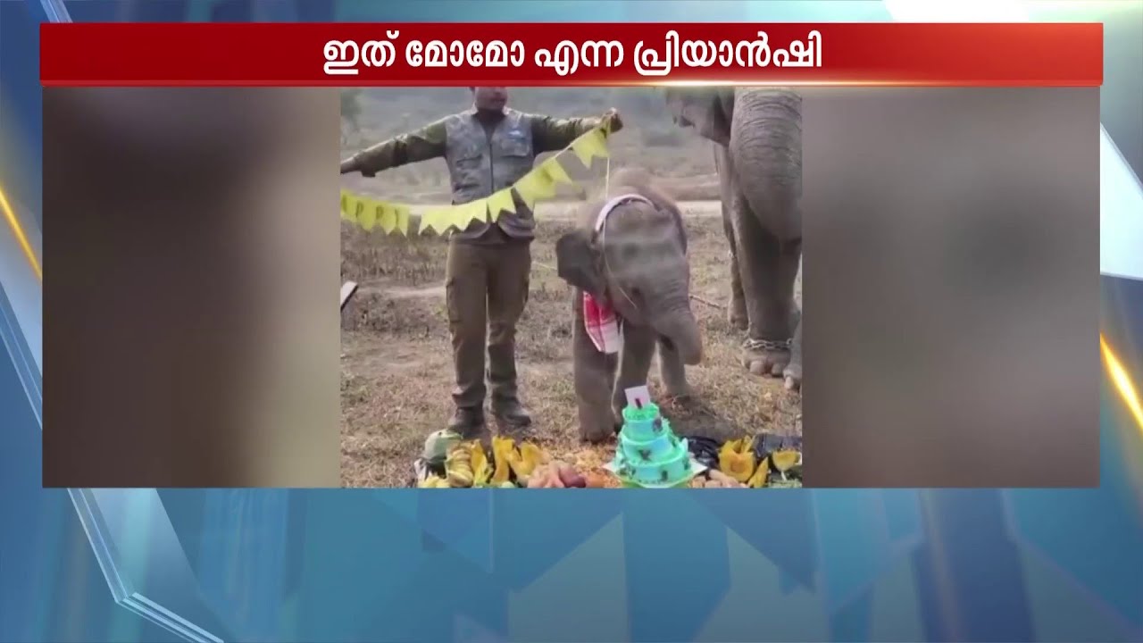 ഹാപ്പി ബർത്ത് ഡേ മോമോ..; കേക്ക് മുറിച്ച് ആനക്കുട്ടിയുടെ ഒന്നാം പിറന്നാൾ ആഘോഷം | Momo | Priyanshi