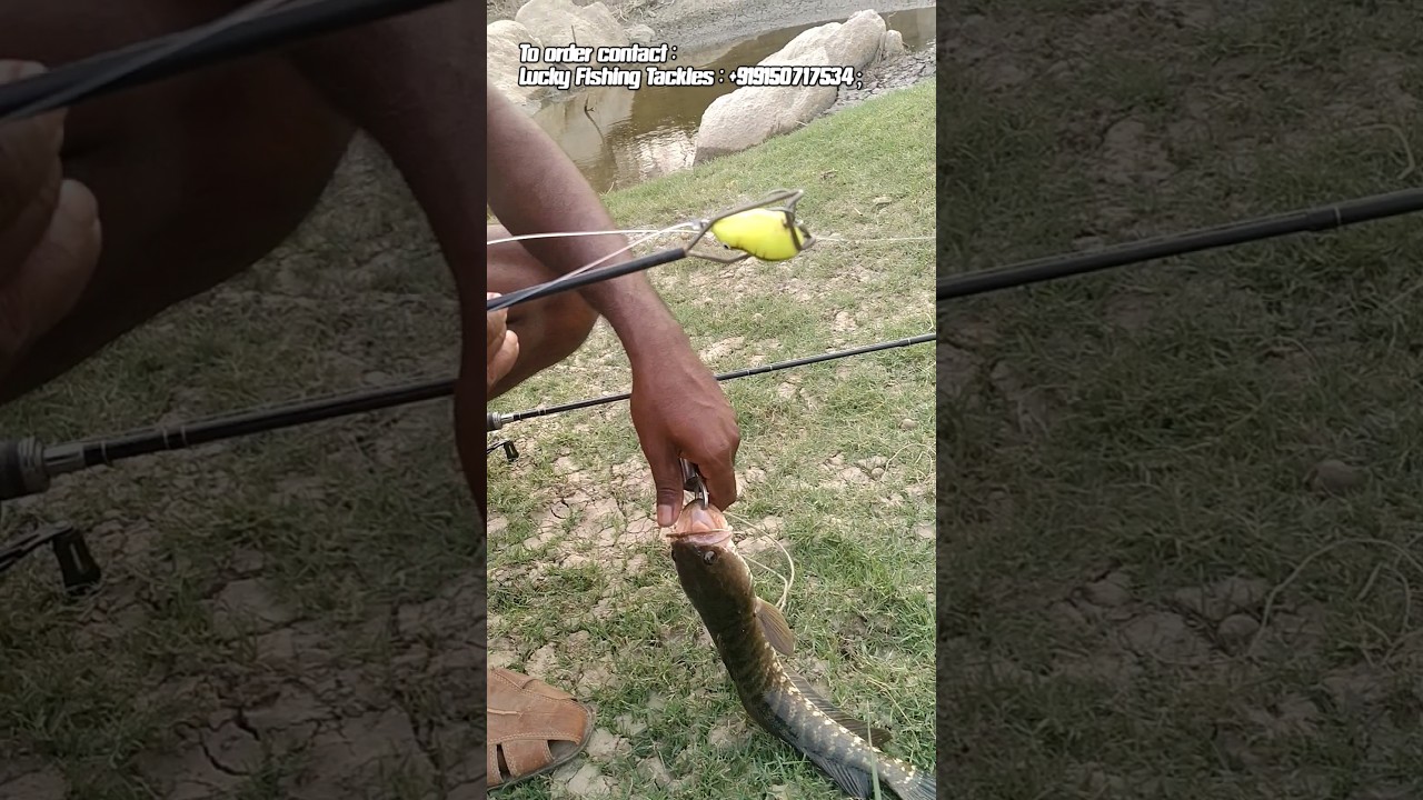 lip gripper & Frog lure Hook remover / very important tools in snakehead fishing / #fishing