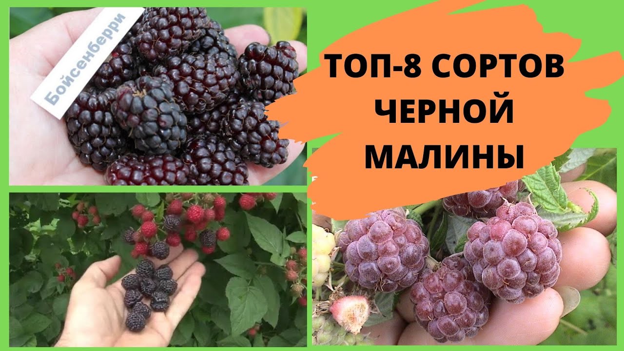 ТОП 8 сортов черной малины