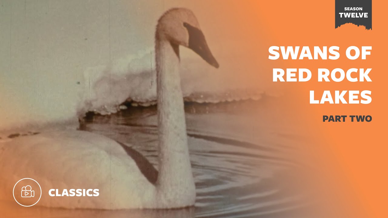 Swans of Red Rocks Lake Part II | Mutual of Omaha's Wild Kingdom