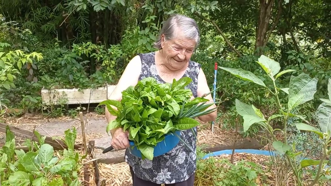 Colheita com a roceira urbana