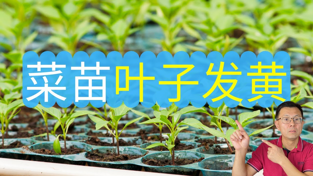 为什么菜苗叶子发黄？造成菜苗叶子发黄的4个原因，全是干货