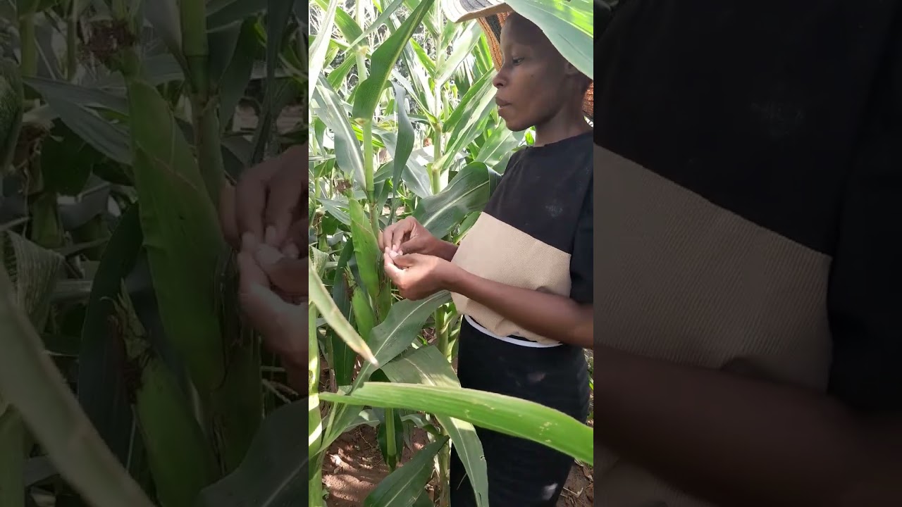 Maize harvesting 🌽🌽