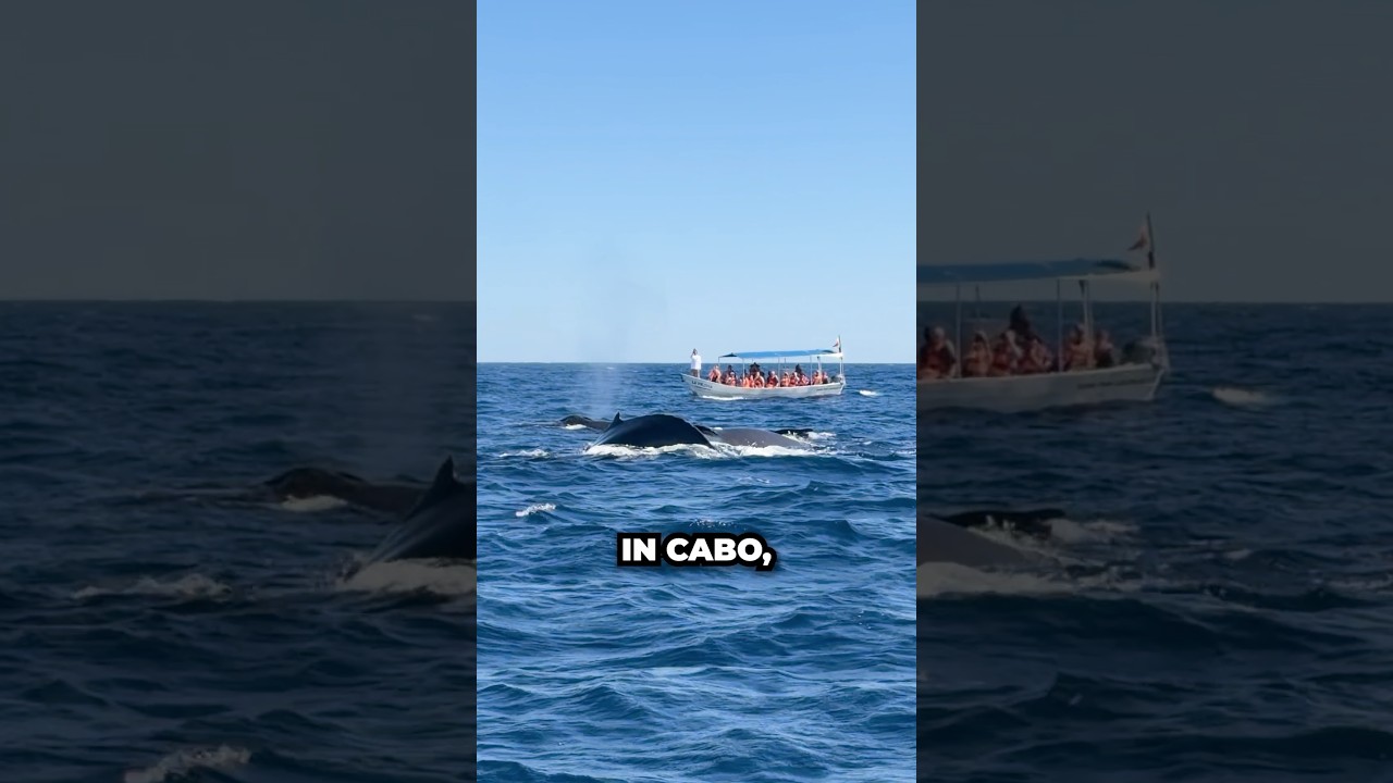 Carnival Cruise Quick Tips - 034 Whale Watching