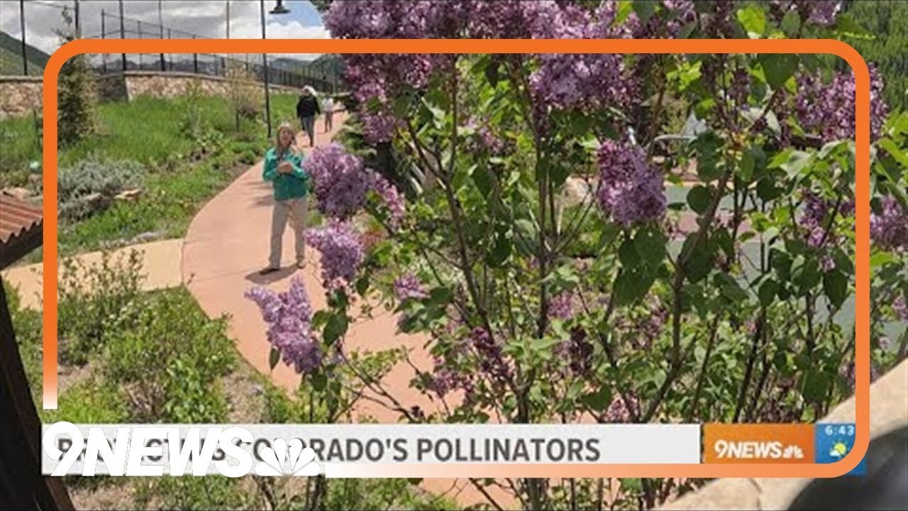 Betty Ford Alpine Gardens working to protect Colorado's pollinators