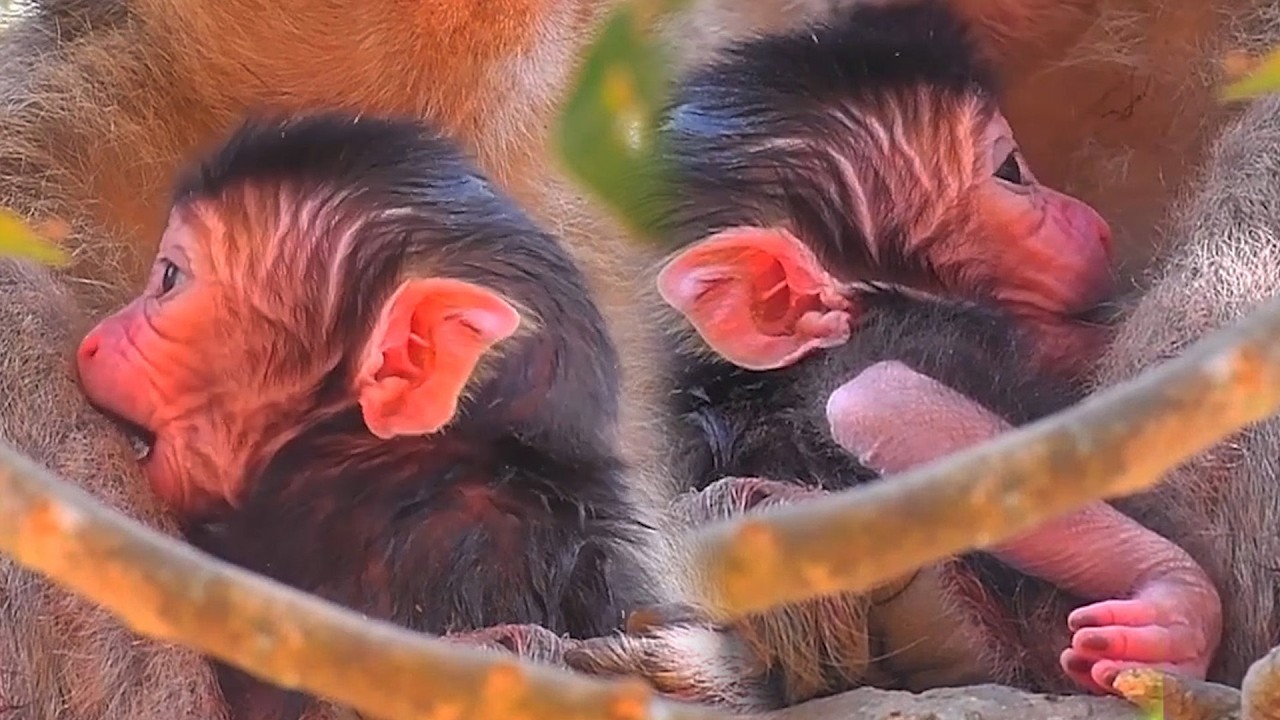 Adorable Wildlife 2026, Lovely Young Mommy Monkey Trying Hard To Take Care Of Her Newborn