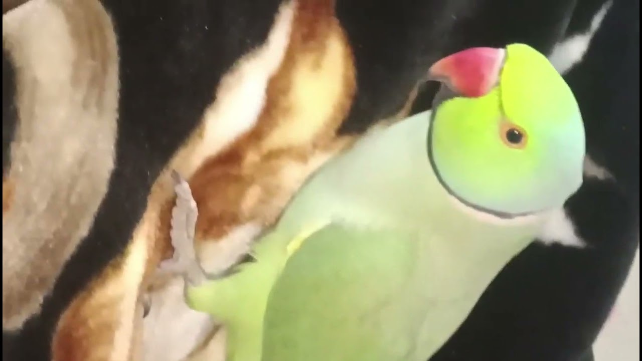 मिक्कू रोज यही करता है 🦜🦜🦜🦜🦜