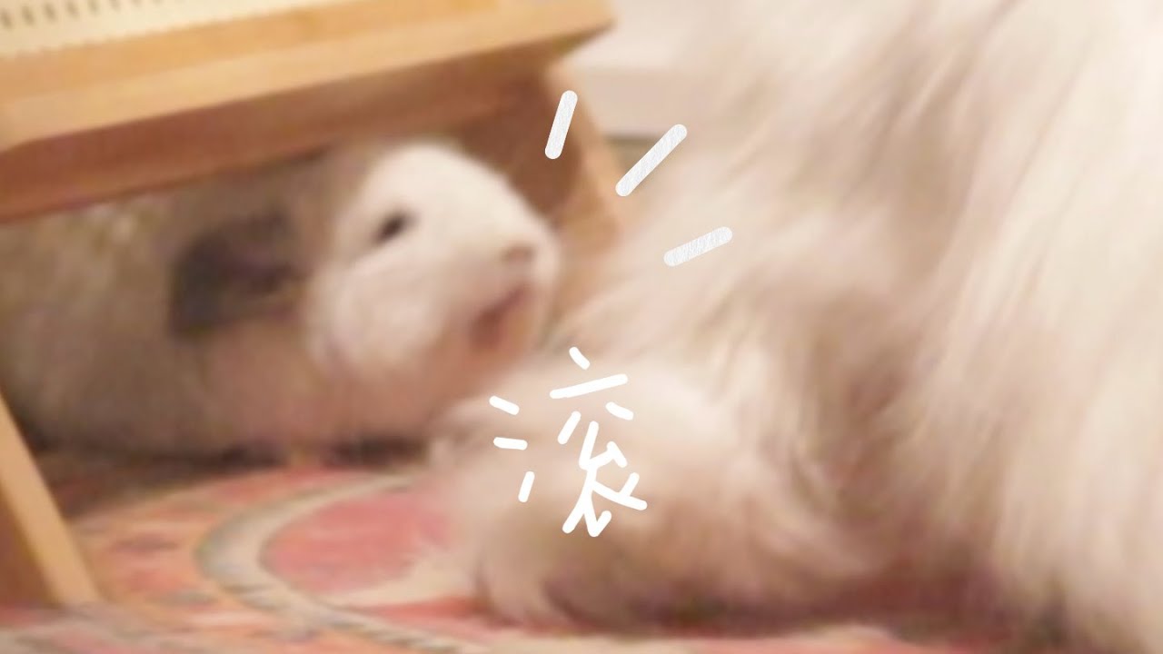 给龙猫装修笼子，猫：我来帮忙