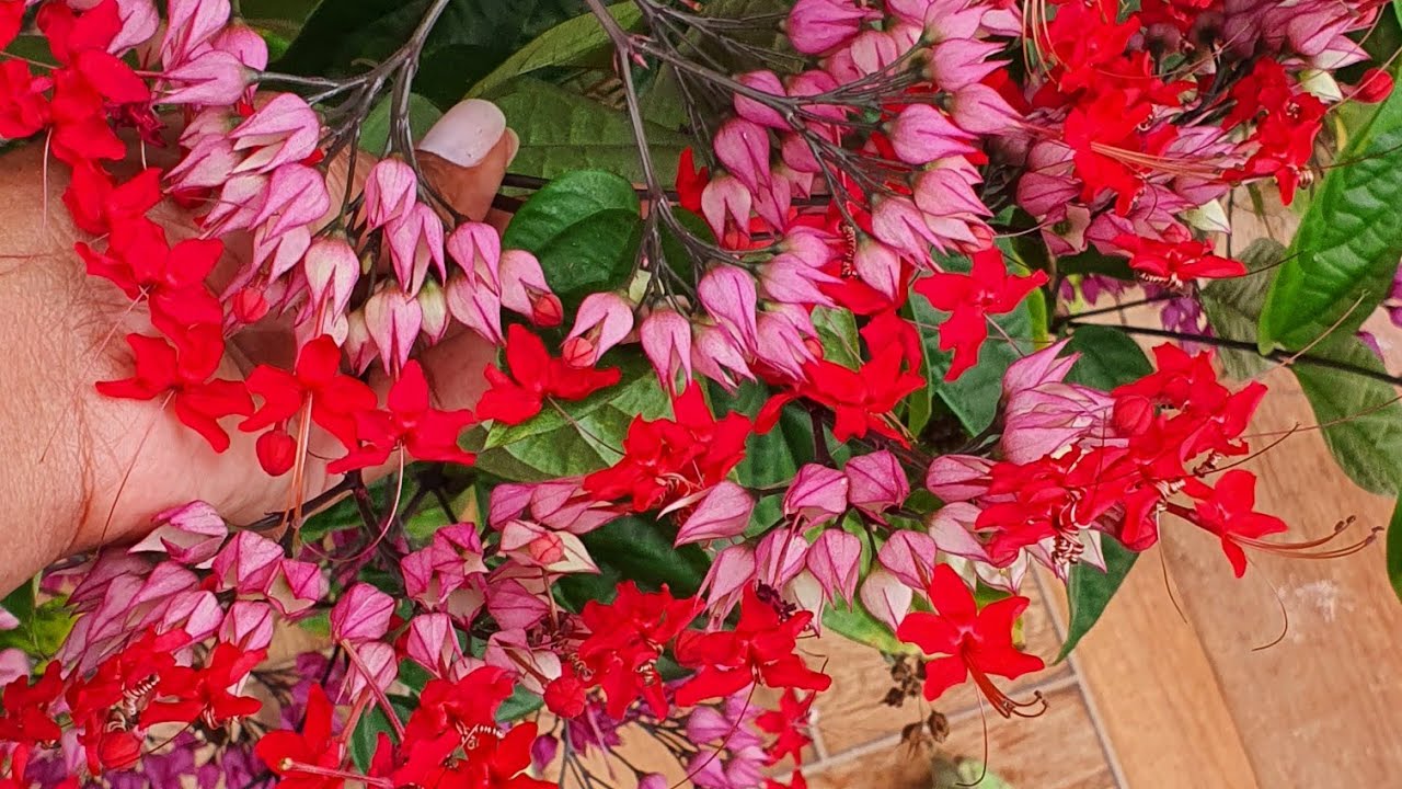 7 PLANTAS TREPADEIRAS DO MEU JARDIM