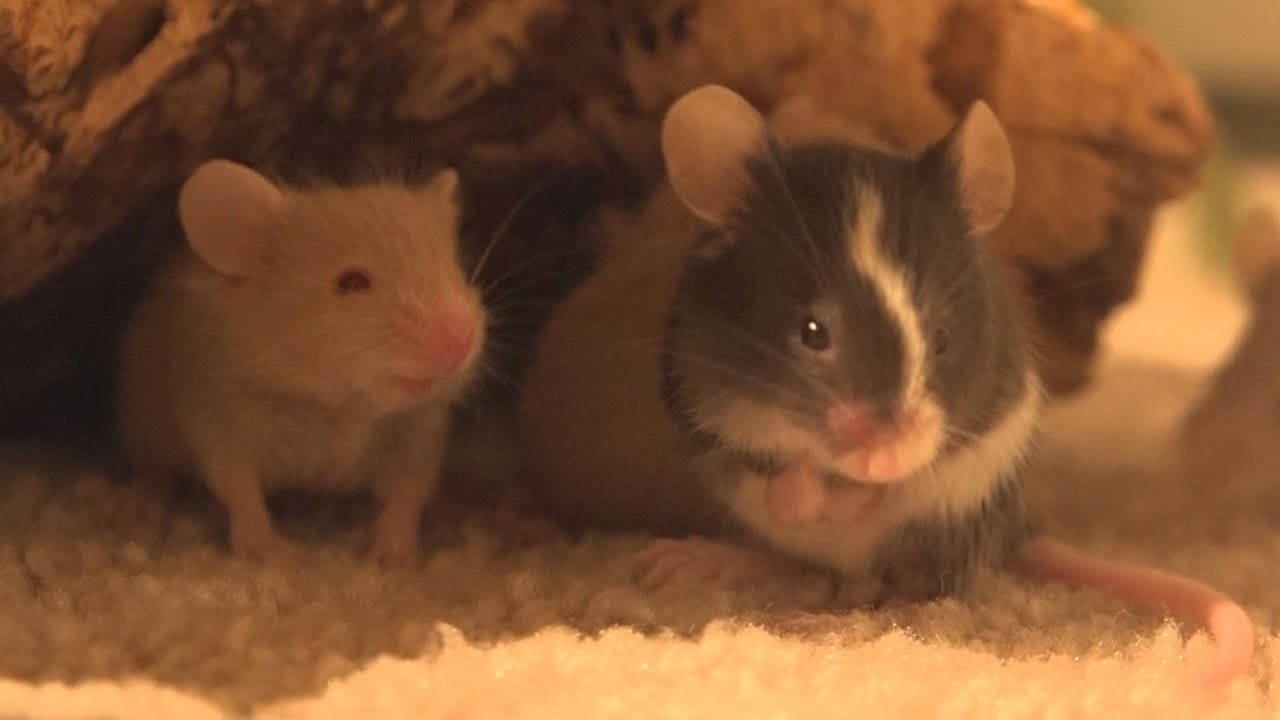 Baby Mouse Field Trip
