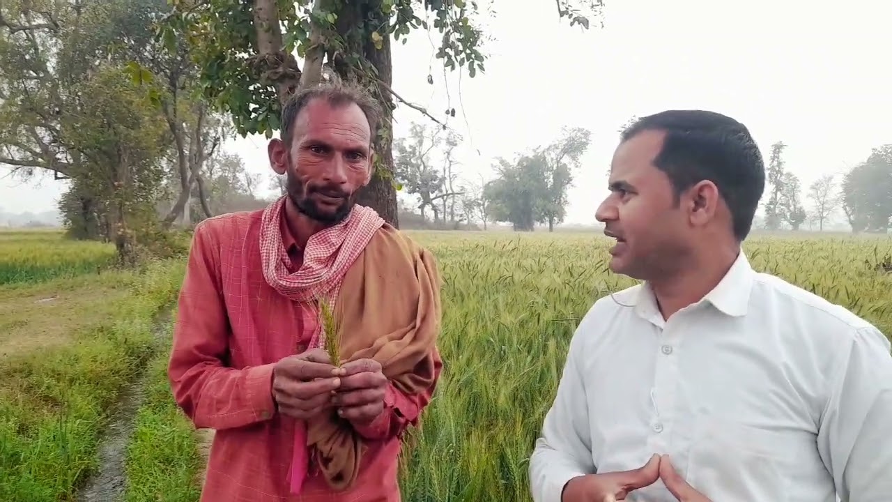 गेहूँ की खेती में पैहदा बार कैसे होती है तो देखिये 🌾🌾🌾🌾🌾🌾