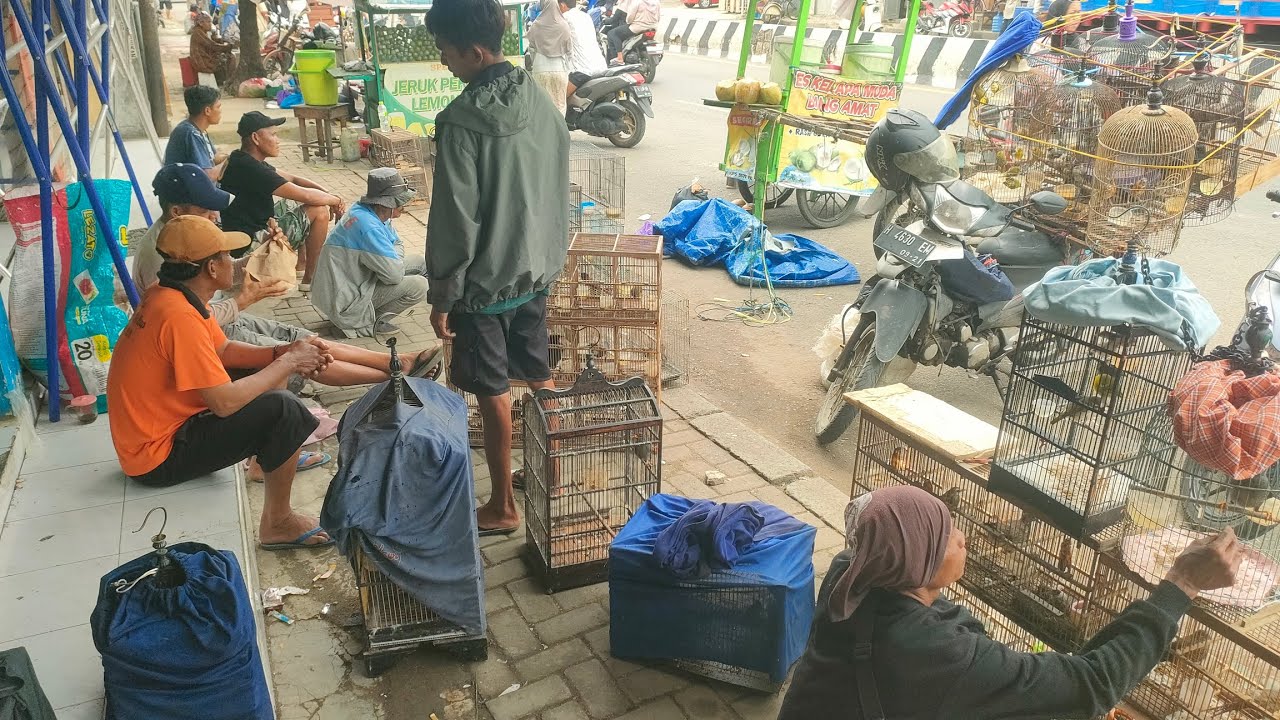 HARGA SORE MAKIN MURAH DI PASAR BURUNG TRADISIONAL INI