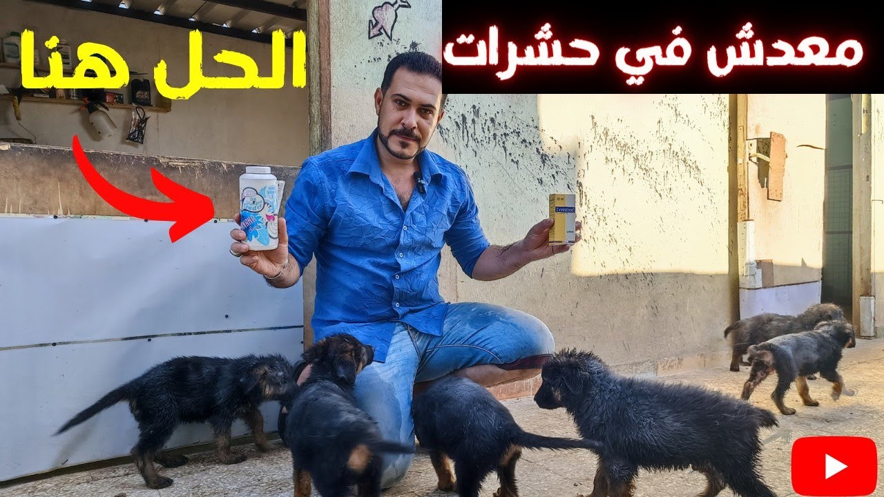 نضفت الجراوي 😱القراض كان هيجيلهم 💪ازاي تنضف الجرو ٤٥ يوم من غير ميبرد منك