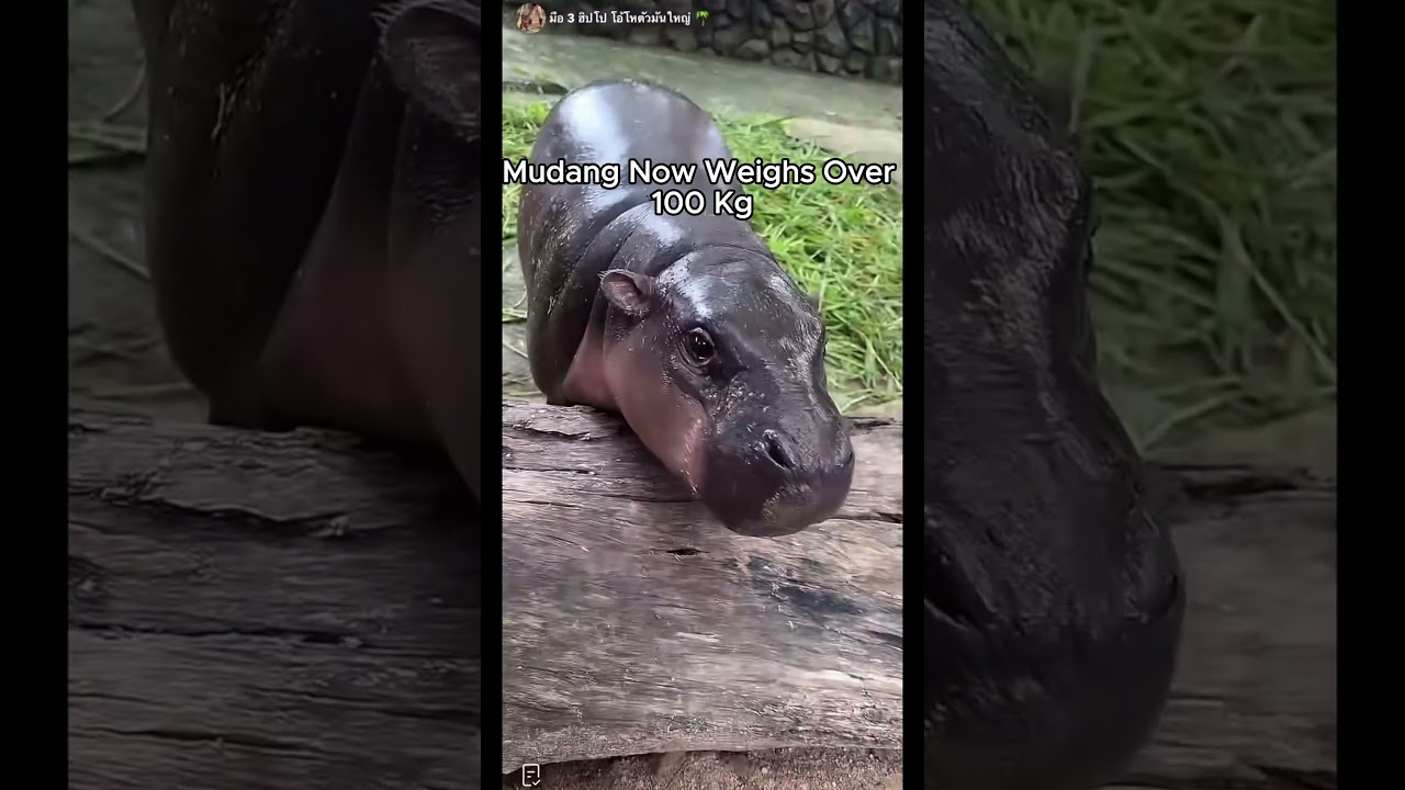 Moodeng the Hippo: Then vs Now 🍼➡️🦛
