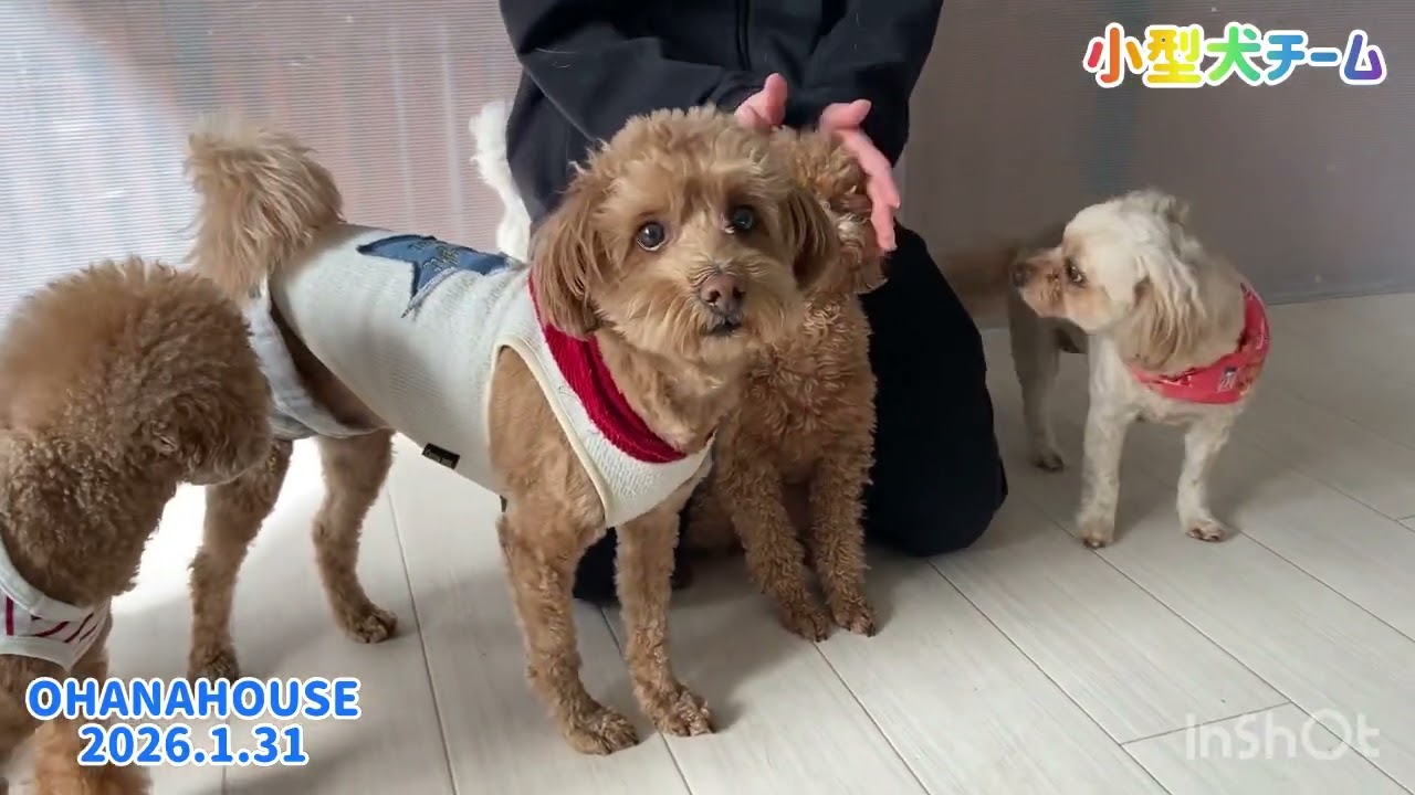 広場あそび（小型犬チーム）