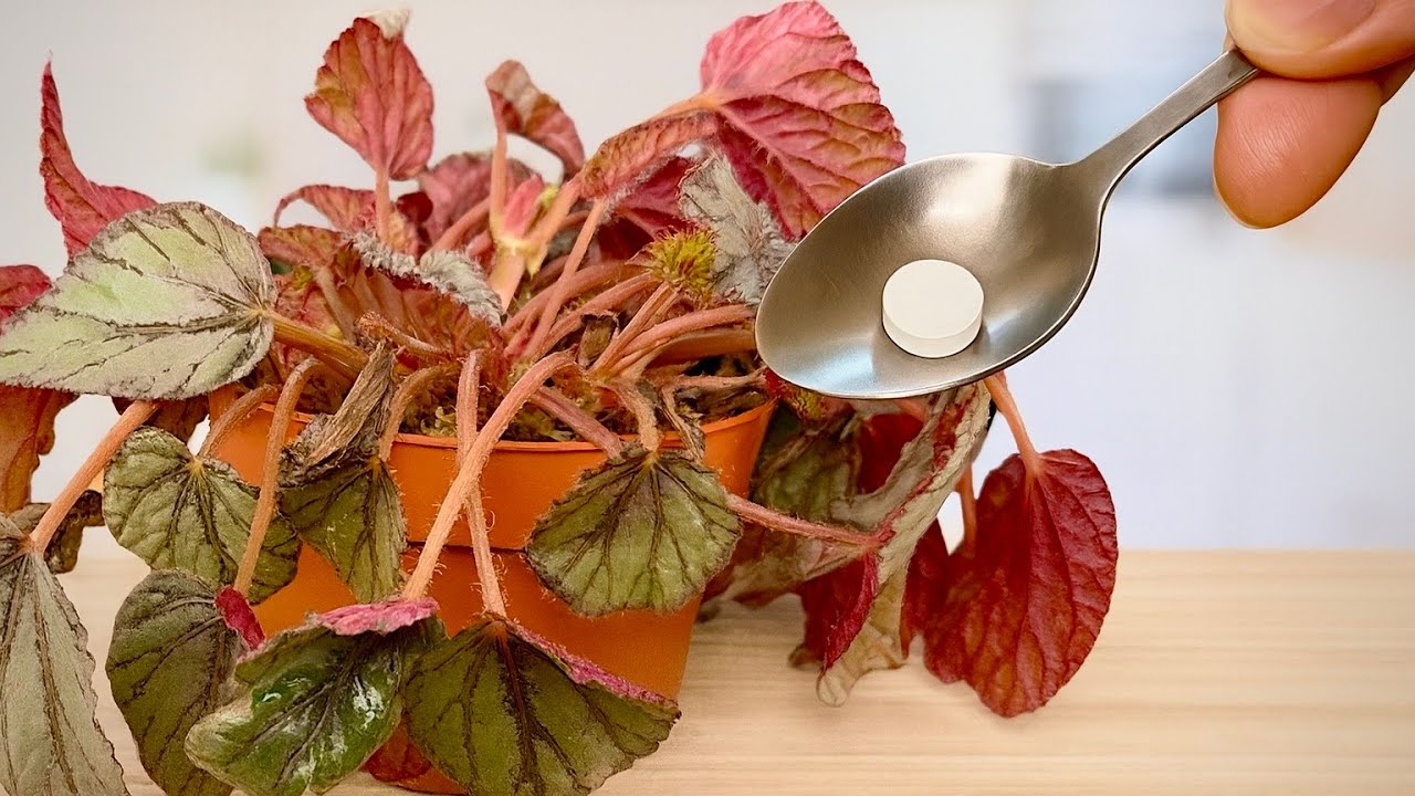 How to Help a Wilting Begonia With One Simple Trick ✨ Full Care & Propagation Guide for Beginners 🌱