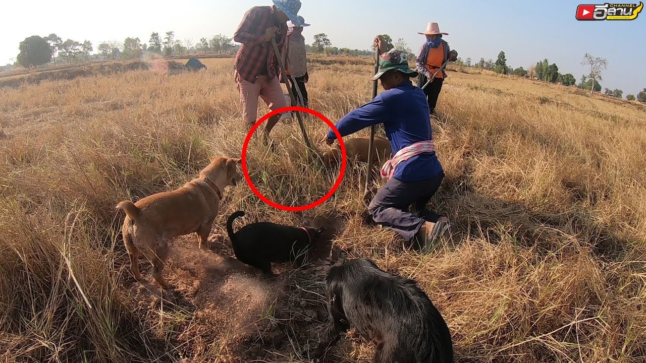 จับตาดูสามทหารเสือดีๆ!!? ขุดหนูรอบนี้จะเป็นผลงานใคร!! ขุดหนู หาหนูนา หาอยู่หากินอิสานบ้านเฮา