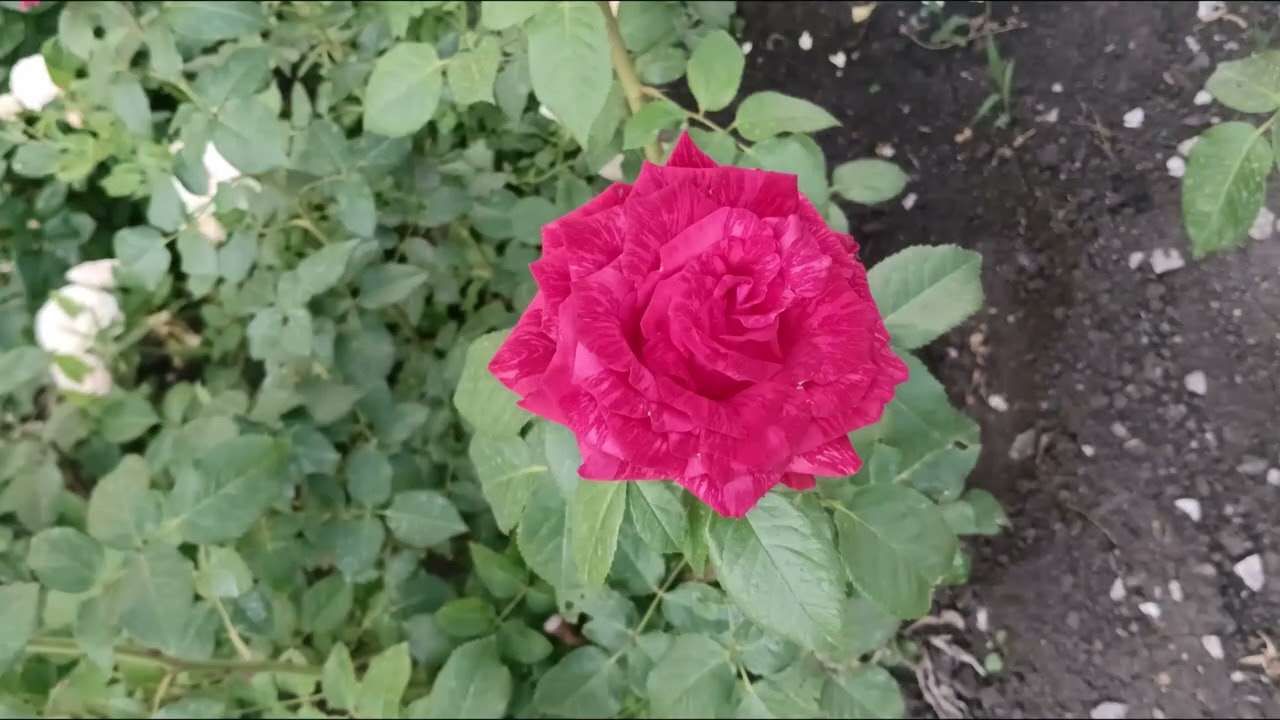ROSES dream,🌹🌹🌹🌺🐝White SCARLET YelloW РОЗЫ   белые АЛЫЕ желтые,мечта