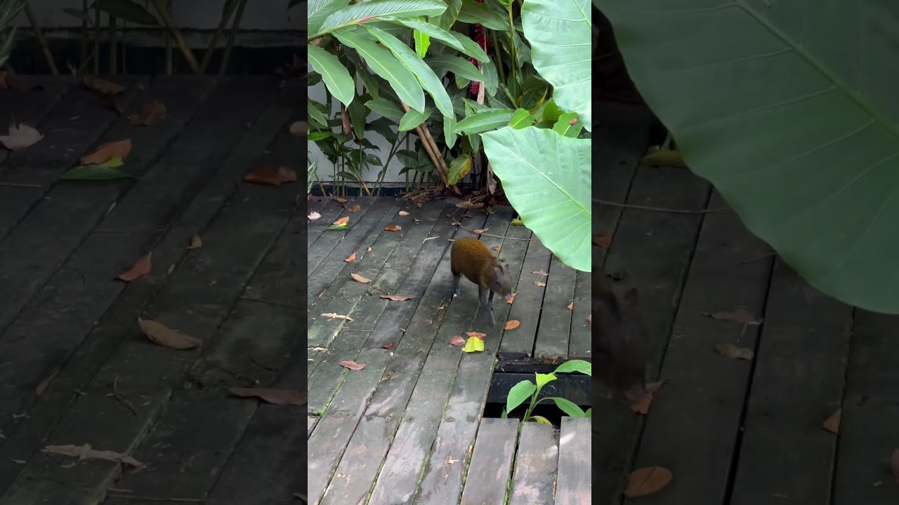 Ambient sound guatusa or American agouti #costarica #nature #ambient #agoutis #relaxingrecords