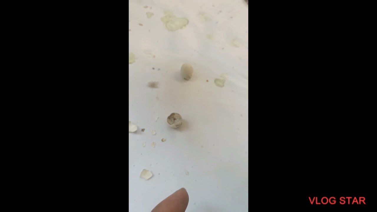 Bajri Eggs Dead in Shell