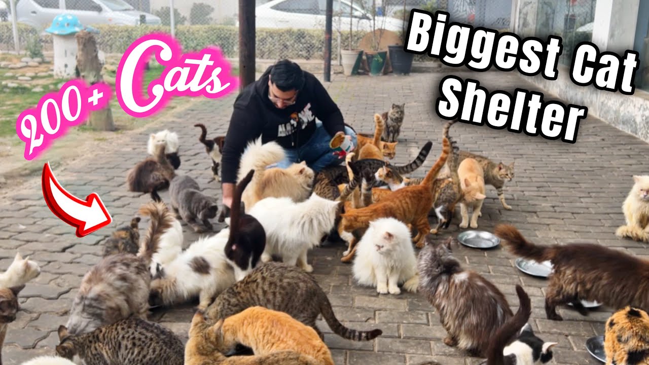 The Crazy Cat Shelter in Pakistan | Biggest Rescued Cat Shelter