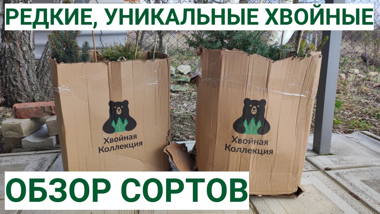 Обзор заказа из питомника Хвойная коллекция
