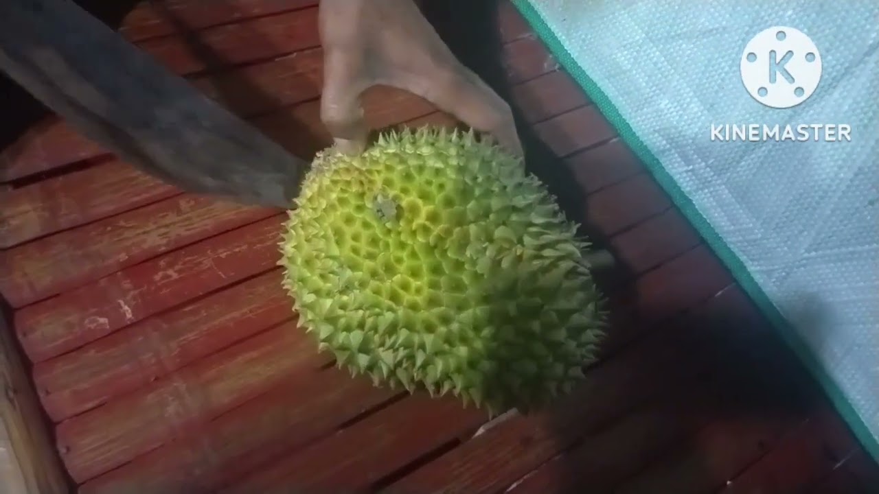 fresh durian fruit #short